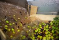 DOP Aceite de La Rioja 6