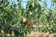 Pera Conferencia DOP Rincon de Soto 3