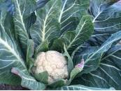 Coliflor de Calahorra