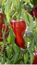 Pimiento riojano 4