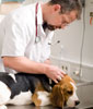 veterinario