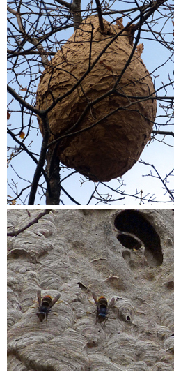 Nido de avispa asiática y ejemplar adulto
