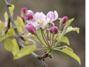 Flor de ciruelo