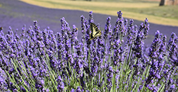 campos demostrativos