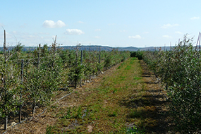 Foto 5 CAMPO DE OLIVO