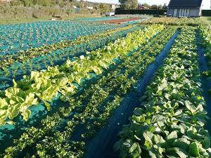 CD 83 horticultura bio intensiva