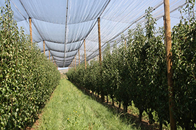 foto 8 PERAL MALLA ANTIGRANIZO