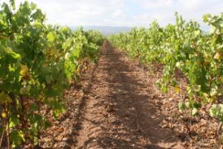 Malvasía de Rioja_p