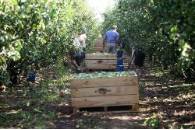 Pera Conferencia DOP Rincon de Soto 6