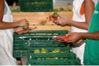 Pera Conferencia DOP Rincon de Soto 5