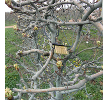 Sensor de humectación en manzano