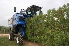 almendro superintensivo