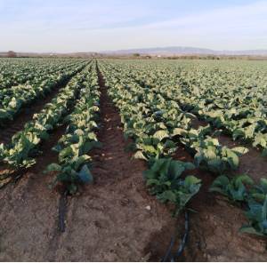 modernización coliflor