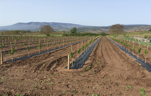 CD 70 Avellano ecológico_p