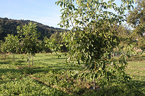 foto 4 CAMPO DE NOGAL