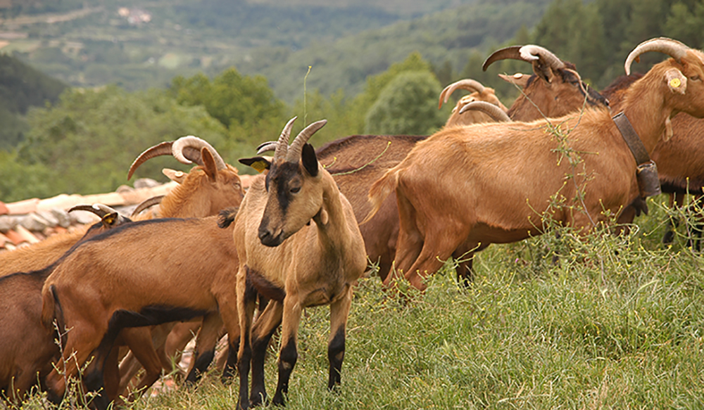 cabras tondeluna