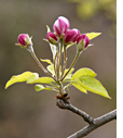 Flor de manzano