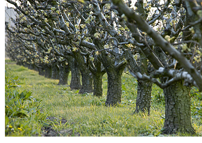 Frutales en Varea