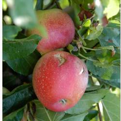 manzanas con piedra_p