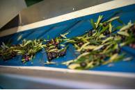 2 tolva de recepción