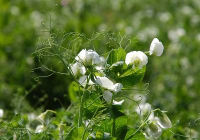 4_guisante flor