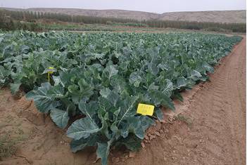 CD 85 Coliflor variedades