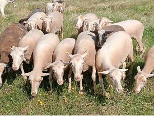 Manejo de ganado entre frutales ecológico de reciente implantación_p