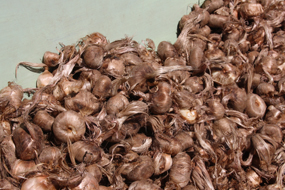 azafran_cormos_agoncillo