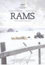 05-hrutar_rams