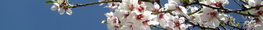 almedro floracion blanca. This link will open in a pop-up window.