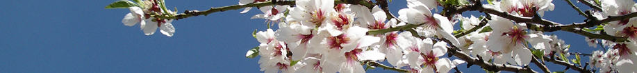 almedro floracion blanca. Ce lien se ouvre dans une fenetre automatique.