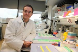 Investigadores del CIBIR demuestran en un modelo animal la eficacia de un nuevo tratamiento contra el cáncer de colon