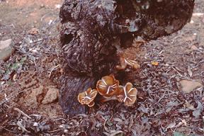 Setas de Armillaria mellea en pie de planta de vid