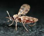 Insecto Culicoides