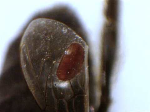 Parásito Varroa sobre el ala de una abeja