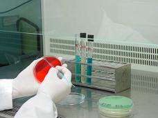 Siembra en placa de petri para aislamiento de bacterias