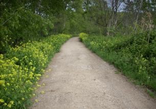 Camino Rioja