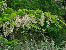 Falsa acacia