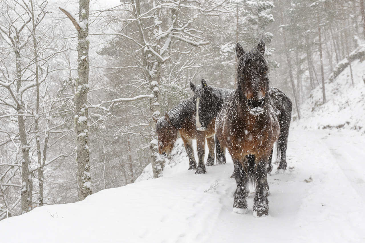 Tercer premio JOSE JAVIER DURO JIMENEZ encuentro bajo la nieve