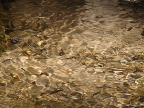 Agua en lavadero de San Román de Camerosç