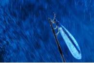 "Bajo la luz de la lluvia"