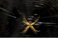 Título: "Irisaciones de la araña tigre"