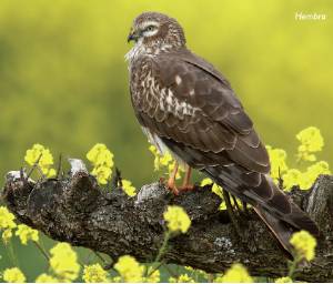 aguilucho-cenizo-hembra