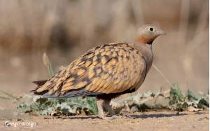 pterocles-orientalis