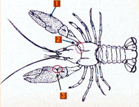 Cangrejo autóctono