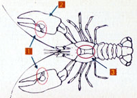 Cangrejo señal