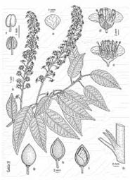 Dibujo detalle Loro o Laurel de Portugal