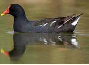 polla_de_agua_hervias