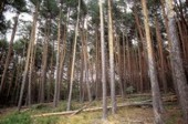 Bosque en Sierrra de Cebollera