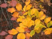 Hojas de hayedos en Sierra de Cebollera